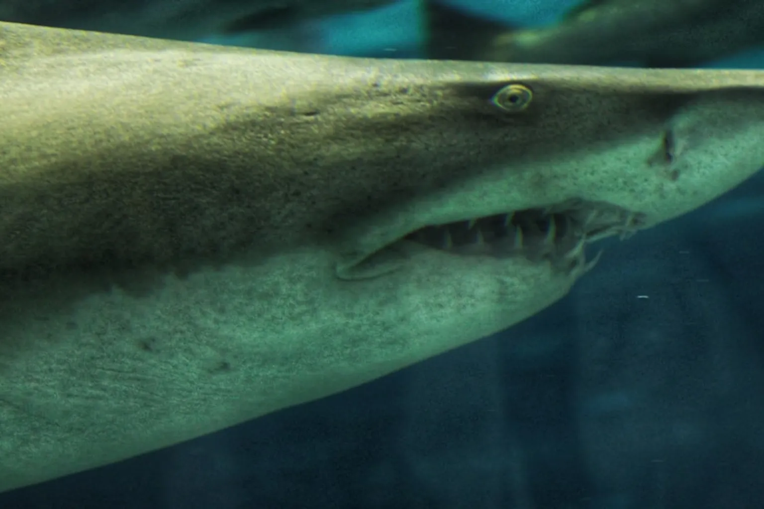 Acuario de Barcelona entradas: ¿online o en taquilla?