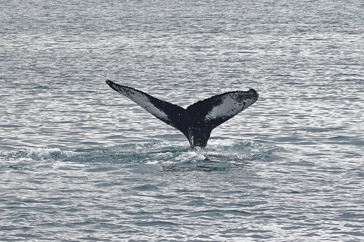 Ruta en Whales of Iceland: guía de visita para jóvenes